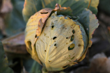 A ripe head of cabbage with holes in the upper petals.
