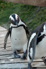 Two African Penguins (Spheniscus demersus) walking on a board walk at Boulder's Beach, South Africa.