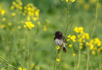 pied bush chat birds sitting on the branch in mustard fields 