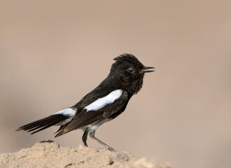 closeup of pied bush chat ,side pose of pied bush chat 