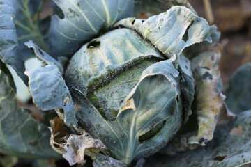 Obraz premium Ripe cabbage with aphids on the surface of the petals, which quickly devour cabbage and damage the crop.