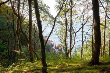 Obraz premium Coastal view through the tress near Josefinelust in Kullaberg, Sweden. Kullaberg is a nature reserve is Skåne.