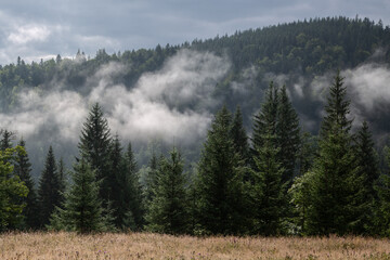 Fog over the forest in the mountains. Cloud formation