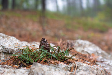 pine cones in the forest