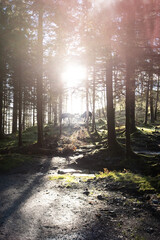 Obraz premium Deer Clashing Antlers in Forest