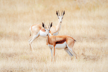 Two alert South African springbok standing in a grassy field. - obrazy, fototapety, plakaty
