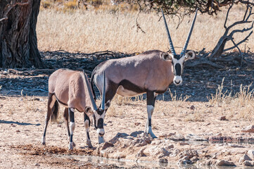 Oryx at a waterhole in the arid Kgalagadi