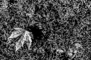 Top view of a leaf lying in the grass illuminated by sunlight on an autumn day. Space for text. Black and white photography