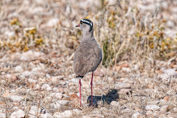 Crowned plover, Vanellus coronatus, on the ground