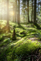 Beautiful forest background with sun rays. Natural scene for product presentation. The stones are...