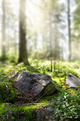 Beautiful forest background with sun rays. Natural scene for product presentation. The stones are...