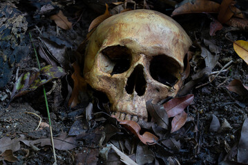 The skull on decay leaf in pit the old graveyard whith has dim light and dark