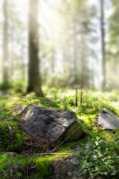Beautiful forest background with sun rays. Natural scene for product presentation. The stones are covered with green moss