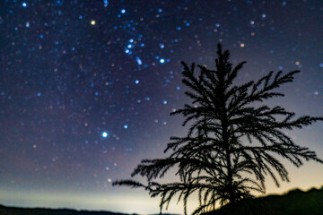 Fototapeta na wymiar night sky and tree