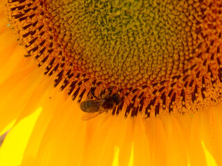 Detalle de una abeja recolectando el polen en un girasol en un atardecer soleado en un campo de cultivo de Guadajalara (España)/A bee collecting pollen from a sunflower in Guadajalara (Spain)