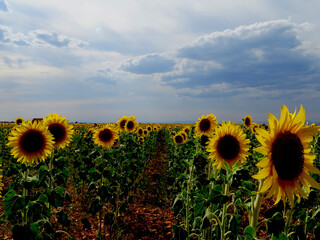Campo de girasoles con el cielo nublado al atardecer en Guadalajara (España)/Sunflowers crop with a beautiful sky with clouds in Guadalajara (Spain)