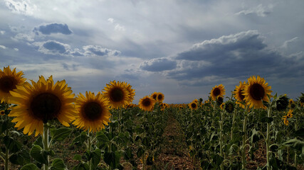 Campo de girasoles con el cielo nublado al atardecer en Guadalajara (España)/Sunflowers crop with a beautiful sky with clouds in Guadalajara (Spain)