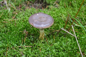 Wood Blewit Mushroom in Autumn Forest.