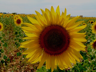 Girasol florecido/Growing sunflower