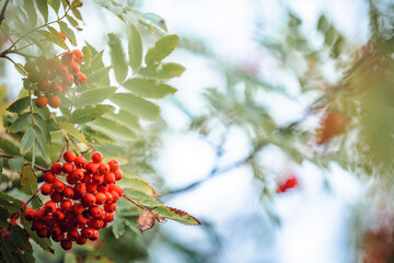 abstract mountain ash trees with red rowan berries in the fog