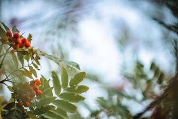 abstract mountain ash trees with red rowan berries in the fog