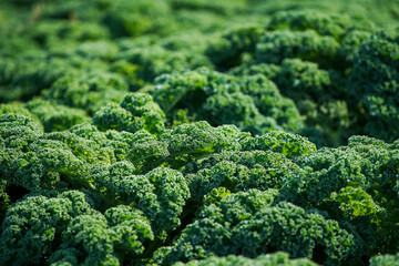 Kale is a healthy winter vegetable which grows outside on farm land. Cale grows in the garden
