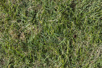 Overhead view of garden lawn in autumn. Texture background.