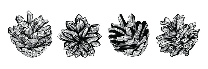 Christmas cone hand drawn vector illustration.Pine cone set. Design for Christmas, New Year, invitations, greeting cards