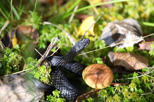 Image of a black venomous Viper with glossy scales raised head with a yellow eye.Vipera berus snake in sunlight on moss near a mushroom on a blurred background of grass and leaves.Selective focus.