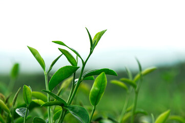 Fototapeta na wymiar green tea leaves in the farm