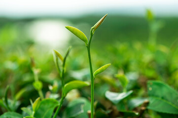 green tea leaves in the farm