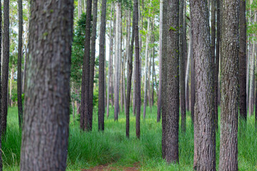 Pine trees forest with green grass and have soil road into the mountain.