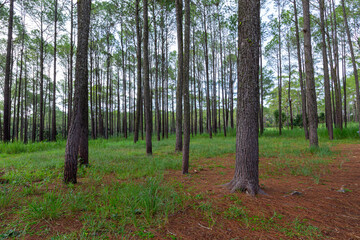 Pine trees forest with green grass and have soil road into the mountain.