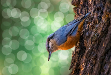 The Kashmir nuthatch (Sitta cashmirensis) is a species of bird in the family Sittidae. It is found in the northernmost regions of the Indian subcontinent, primarily in the mid-altitudes of the Himalay