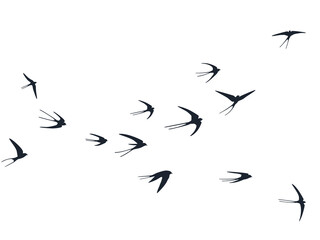 Flying swallow birds silhouettes vector illustration. Nomadic martlets bevy isolated on white. 
