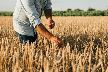 Naklejka na ściany i meble agricultural worker walking through wheat filed