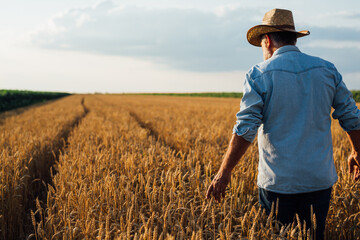 agricultural worker walking through wheat filed