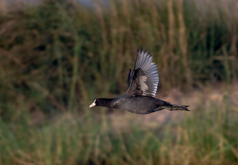 coot bird in wildlife of nature resaves of wetlands of Pakistan 