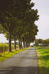 Allee auf dem Land
