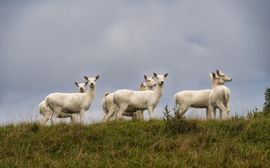 Obraz na płótnie Canvas Eine Herde weißer Rehe auf einem Hügel