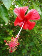  A Red hibiscus flower