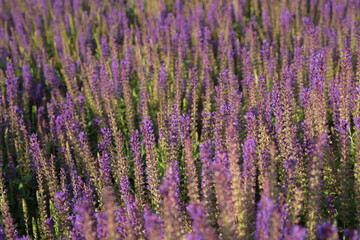Morning in the park. Lavender.