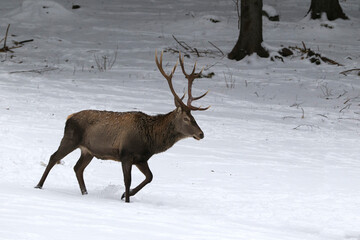 Powerful adult red deer in winter meadow.