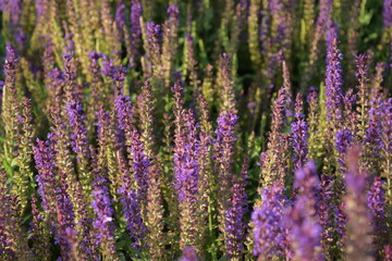 Morning in the park. Lavender.