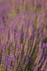Obraz premium Morning in the park. Lavender.