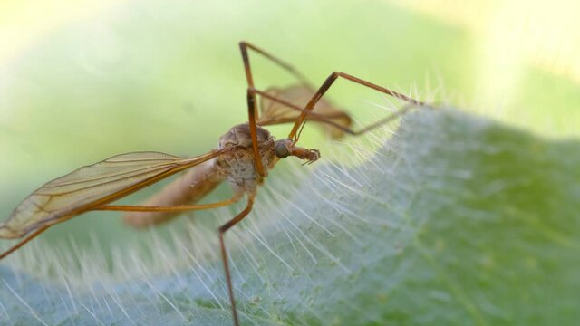 Gros plan d'insecte sur une feuille