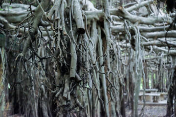 creepy trees with twisted roots in the night jungle forest. Scary concept. Spooky Halloween dead mysterious forest creepy trees with twisted roots and two lizard on misty night forest. Scary concept. 