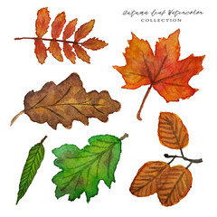 Autumn Leaf Collection