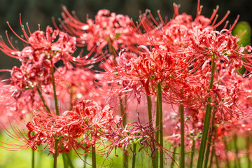 Lycoris radiata. Red spider lily in garden.