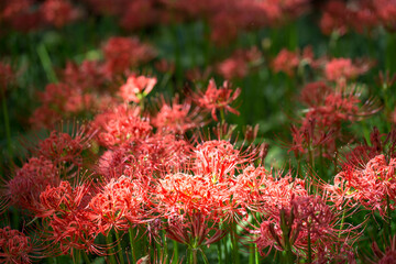 Lycoris radiata. Red spider lily in garden.